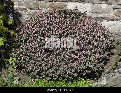 Hebe 'Bordo rosso' arbusti in fiore Foto Stock