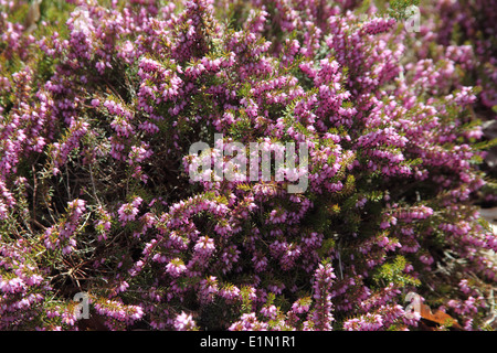 Erica x darleyensis 'Jack H Brummage' vicino di fiori Foto Stock