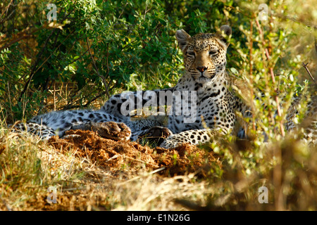 Due Leopardi, cub giocando con mamma, sulla sua schiena zampe in aria Foto Stock