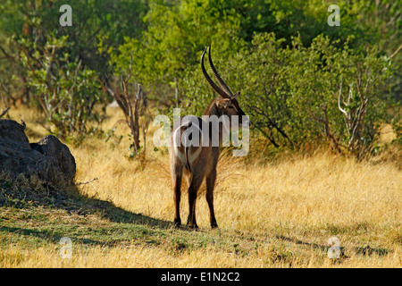 Il Waterbuck utilizza acqua per sfuggire al suo predatori, dimostrando chiaramente l'anello bianco sul suo lato posteriore Foto Stock