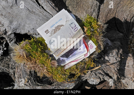 Nestegg, nest-uovo uovo di nido, risparmi, salvato il denaro contante, UK sterling pound note salvate. Il denaro in un nido di uccelli Foto Stock