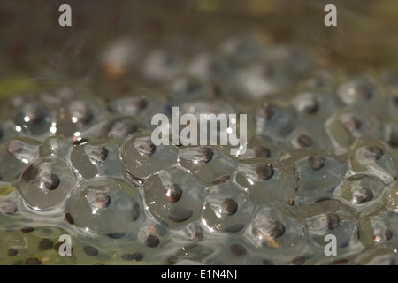 Rane comuni, (Rana temporaria) durante la stagione riproduttiva, UK. Foto Stock