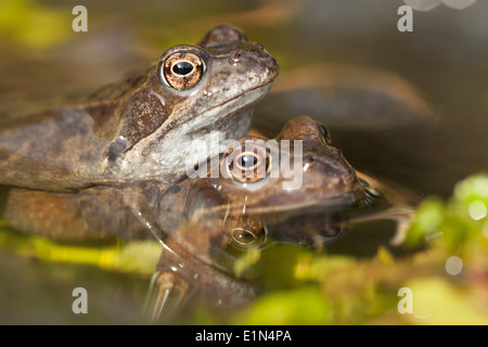 Rane comuni, (Rana temporaria) durante la stagione riproduttiva, UK. Foto Stock