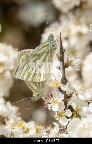 Coppia di verde-bianco venato farfalle coniugata sul ramo di prugnolo con prugnolo fiori Foto Stock