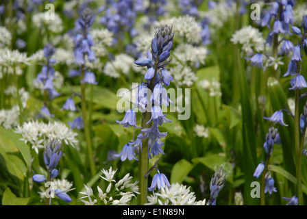 Bluebells & aglio selvatico in fiore nel bosco, Dorset, Regno Unito Foto Stock