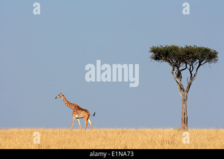 Masai giraffe (Giraffa camelopardalis tippelskirchi) e albero, Masai Mara riserva nazionale, Kenya Foto Stock