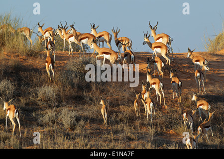 Springbok antilopi (Antidorcas marsupialis) su una duna di sabbia, deserto Kalahari, Sud Africa Foto Stock