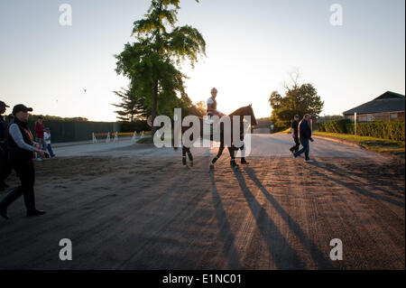 Elmont, New York, Stati Uniti d'America. Il 7 giugno, 2014. Il Belmont Stakes contender CALIFORNIA CHROME passeggiate fuori dalla principale via a seguito di un jog avanti dell odierna 146in esecuzione del Belmont Stakes, Sabato, 7 giugno 2014. Credito: Bryan Smith/ZUMAPRESS.com/Alamy Live News Foto Stock