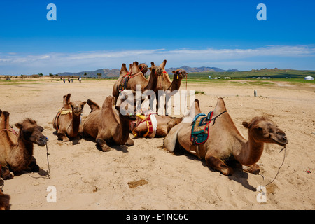 Mongolia, Ovorkhangai provincia, cammello per turistico a Batkhan parco nazionale Foto Stock