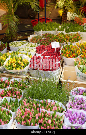 Tulipani di Amsterdam il mercato dei fiori - Olanda Paesi Bassi Foto Stock