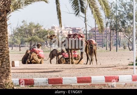 Dromedario cammelli tethered e caricato in piedi sul ciglio della strada a Marrakech, Marocco Foto Stock