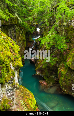 Avalanche Creek, il Glacier National Park Montana USA Foto Stock