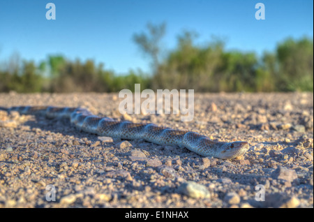 Deserto Dipinto lucida, Snake (Arizona elegans philipi), Bosque del Apache National Wildlife Refuge, Socorro Co., New Mexico, NEGLI STATI UNITI Foto Stock