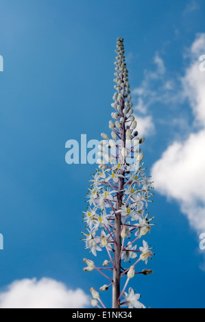 Squill, urginea maritima Foto Stock