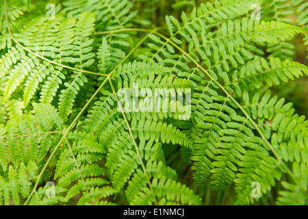 Foglia di felce a Bolton Abbey, nello Yorkshire, Regno Unito Foto Stock