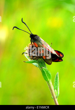 Sei spotted burnett falena zygaena filipendulae - arancione spotted varietà Foto Stock