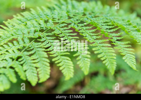 Foglia di felce a Bolton Abbey, nello Yorkshire, Regno Unito Foto Stock