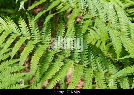 Foglia di felce a Bolton Abbey, nello Yorkshire, Regno Unito Foto Stock