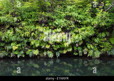 Verde e lussureggiante vegetazione su Iriomote-jima, un isola tropicale a Okinawa, Giappone Foto Stock