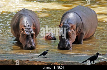 Famiglia di ippopotamo ippopotamo giovane bambino con famiglia ippopotamo sull'acqua ippona ippopotami India Foto Stock
