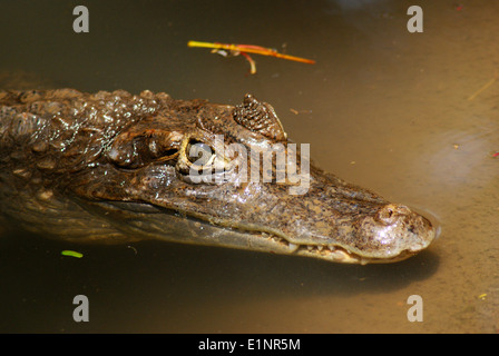 Spectacled crocodilus caimano India Foto Stock