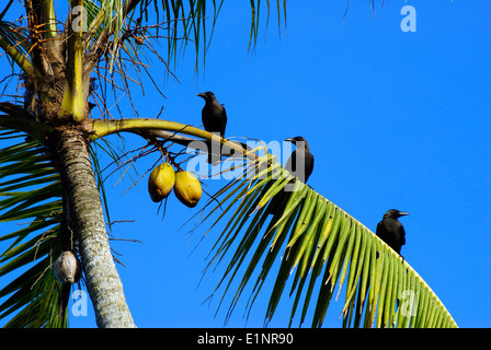 Canta seduta su albero di cocco Leaf Foto Stock