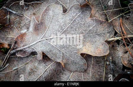 Chiudere fino a foglie di quercia ricoperti di brina Foto Stock