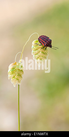 Menestrello bug su un impianto. Menestrello bugs (Graphosoma lineatum) Foto Stock