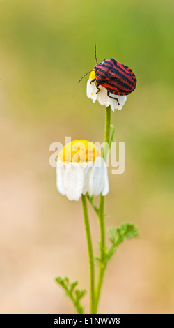Menestrello bug su un impianto. Menestrello bugs (Graphosoma lineatum) Foto Stock