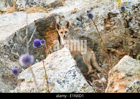 Red Fox (Vulpes vulpes vulpes). La Volpe rossa è la più grande del vero volpi, Foto Stock