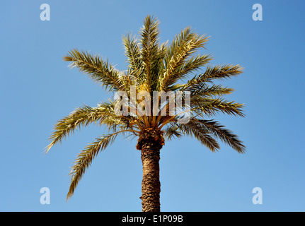 PALM TREE con un cielo blu Foto Stock