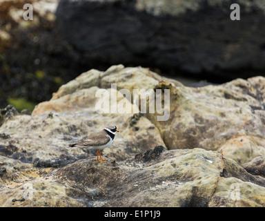 A inanellare Plover al Fair Head Ballycastle County Antrim Irlanda del Nord Foto Stock