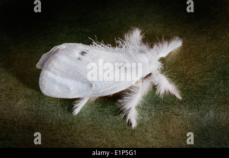 Il Giallo-coda, Goldtail falena o falena Swan (Euproctis similis) è una falena della famiglia Lymantriidae. Foto Stock