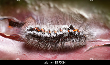 Caterpillar di un giallo-coda, Gold-tail falena o falena Swan ( Euproctis simi ) Bedfordshire, Regno Unito Foto Stock