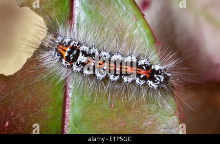 Caterpillar di un giallo-coda, Gold-tail falena o falena Swan ( Euproctis simi ) Bedfordshire, Regno Unito Foto Stock