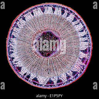 Lime, Tilia sp. campo oscuro fotomicrografia, la sezione dello stelo (TS) colorate per mostrare strutture Foto Stock