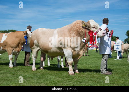 Parata di campioni a sud dell'Inghilterra Show 2014 Foto Stock