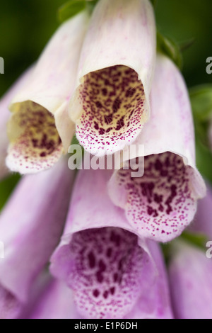 Digitalis purpurea. Foxglove comune fiori vicino. Foto Stock