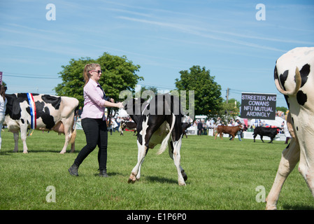 Parata di campioni a sud dell'Inghilterra Show 2014 Foto Stock