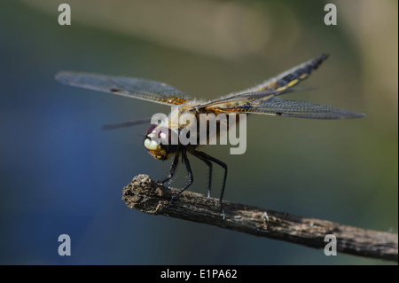 Close up foto di libellula Foto Stock