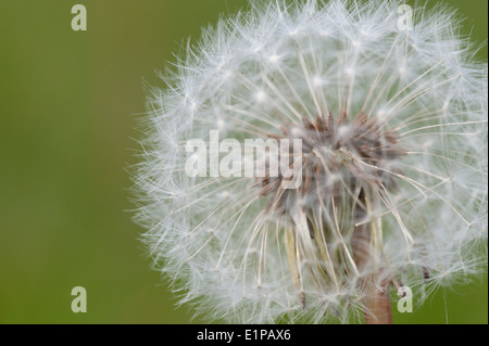 Dente di leone in un seme completo Foto Stock