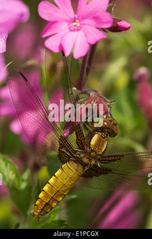 Dragonfly sui fiori Foto Stock