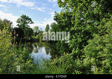 Laghetto e alberi in Dulwich Park, Sud Est di Londra, Regno Unito Foto Stock
