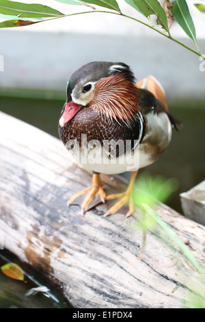 Colorato verde alzavola alato duck sul legname in stagno. Foto Stock