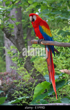 Macaw,parrot in posa su di un ramo. Foto Stock