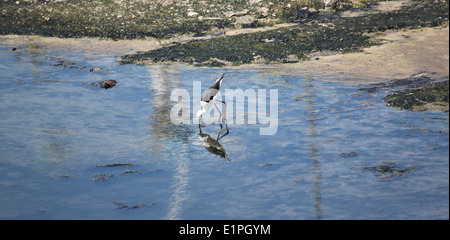 Black-winged Stilt (Himantopus himantopus) nel foraggio per il cibo in riva al mare a. Foto Stock