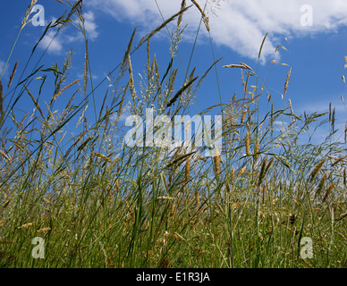 Alte erbe al vento Foto Stock