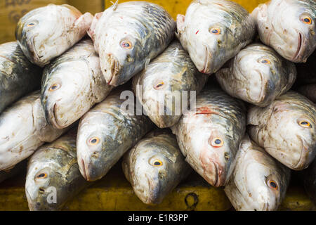 Yangon, Regione di Yangon, Myanmar. Il 9 giugno, 2014. Pesce fresco in vendita in San al contrario Pya il mercato del pesce (anche ortografato Sanpya). San al contrario Pya il Mercato del Pesce di Yangon è uno del più grande commercio all'ingrosso dei mercati ittici in Yangon. Il mercato è più trafficati in nelle prime ore del mattino, da prima dell'alba fino a circa 10AM. © Jack Kurtz/ZUMAPRESS.com/Alamy Live News Foto Stock