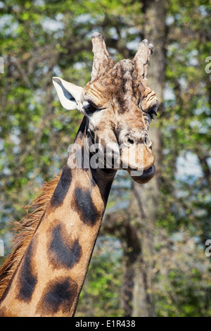 Ritratto di Rothschild la giraffa (Giraffa camelopardalis rothschildi). Foto Stock