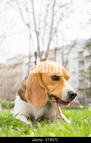 Adorabile cane beagle giacente su erba e roditura bastone di legno Foto Stock